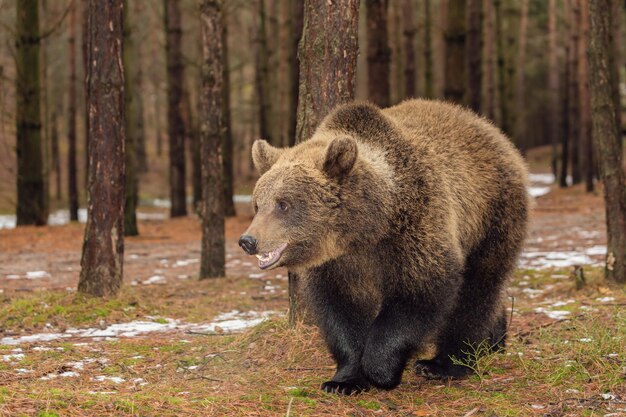 Foto un leone che cammina nella foresta