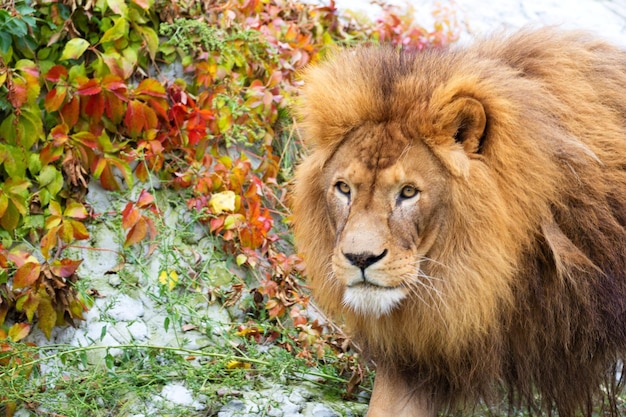 A lion in the wild is walking in front of a wall with autumn leaves.