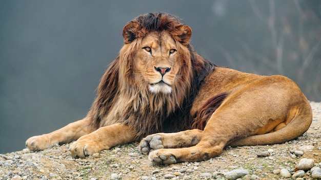 A lion with a beautiful mane lies on the ground