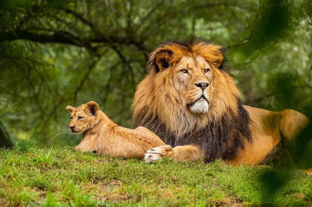 The lion with her baby