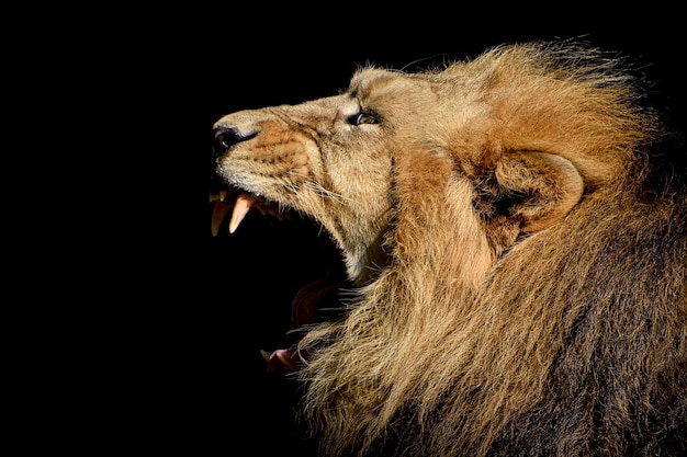 Foto un leone con la bocca aperta e uno sfondo nero