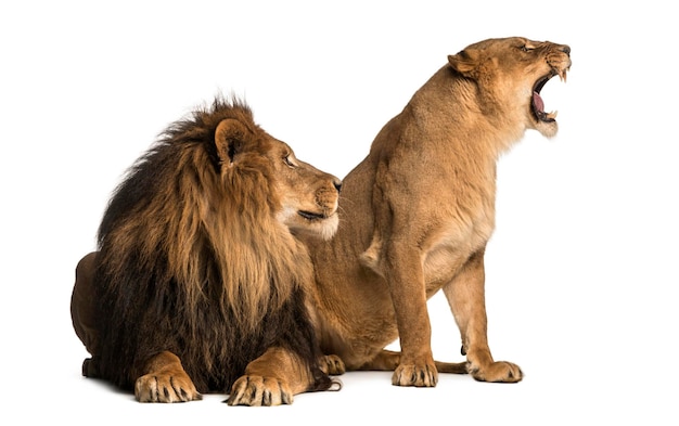 Lion with lioness roaring next to each other Panthera leo iso