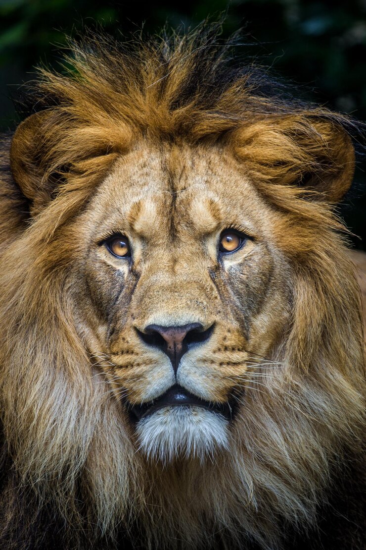 Photo a lion with a long mane and a brown mane
