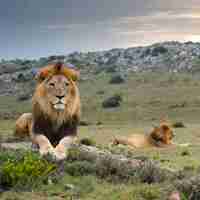 Photo a lion with a white nose sits on the grass