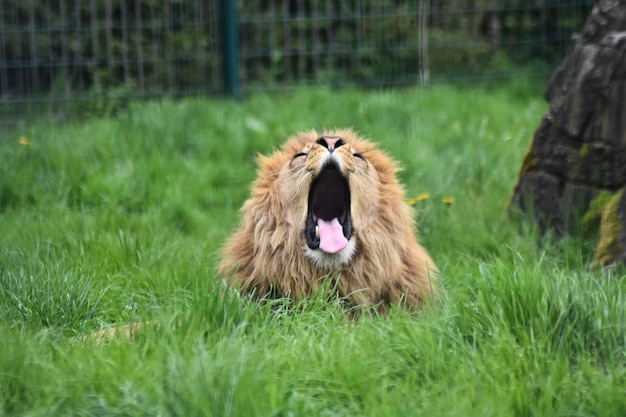 Photo lion yawning