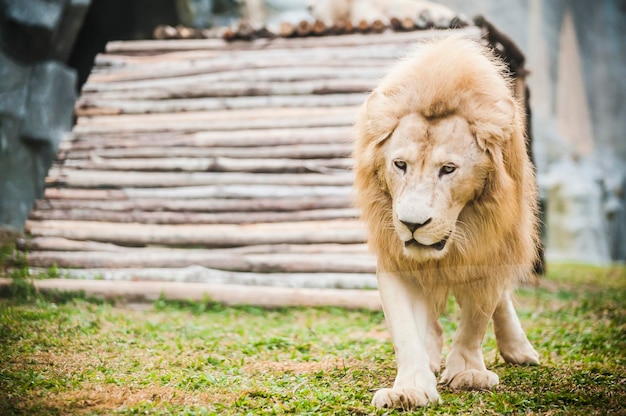 動物園のライオン