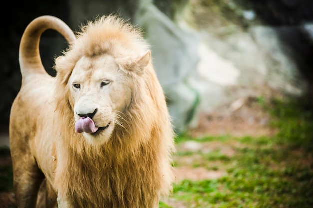 lion at zoo