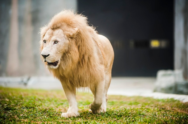 動物園のライオン