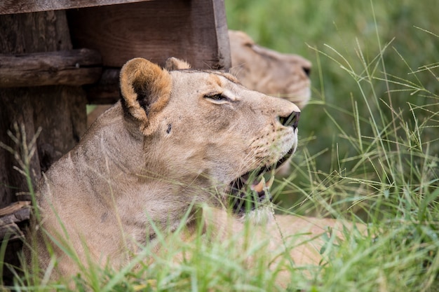 Lion in zoo