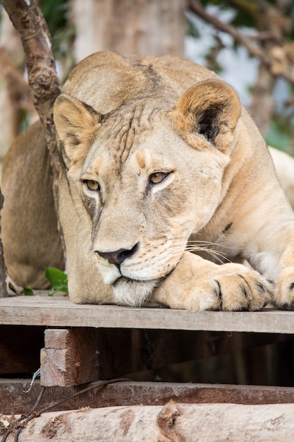 動物園のライオン