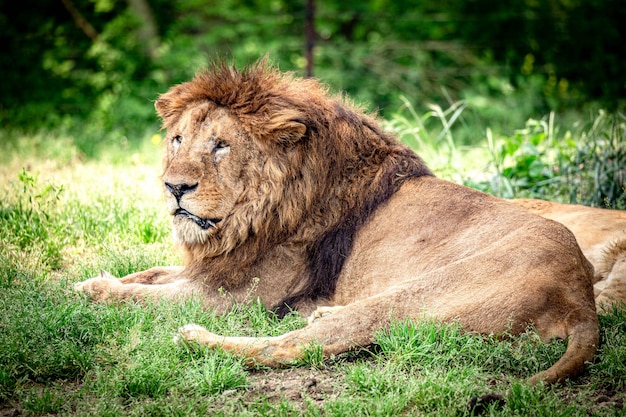 Lion