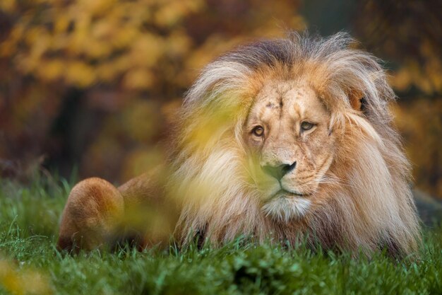 Lion