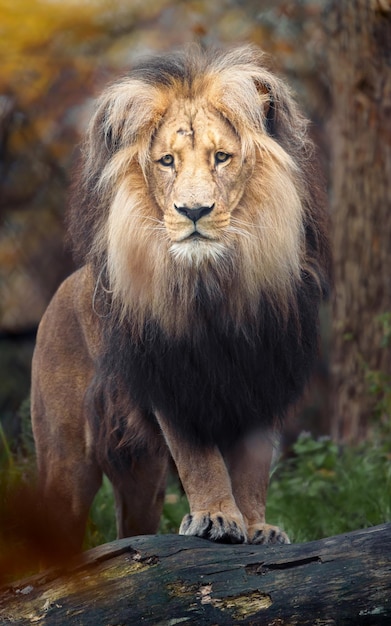 Lion