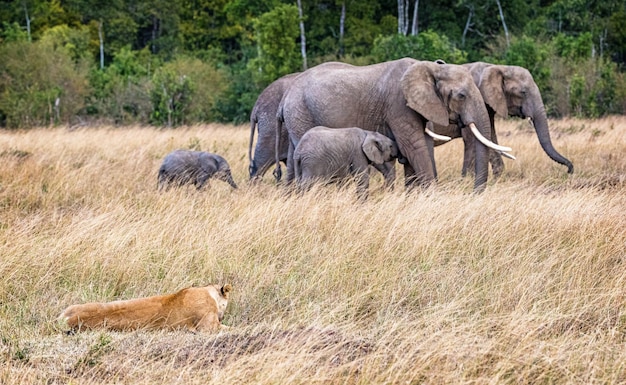 Львица наблюдает, как мимо проходит стадо слонов