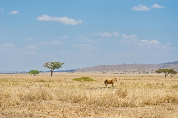 Leonessa nella savana africana animali selvatici in africa