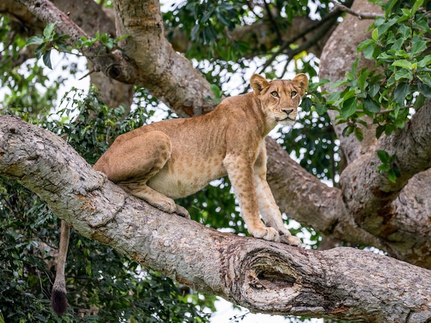 Lioness on a big tree 