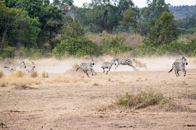 Львица преследует стаю зебр в Африке