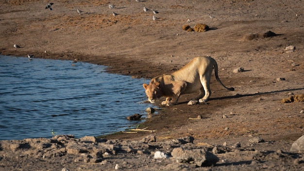 Lioness drinking water at a waterhole in the early morning