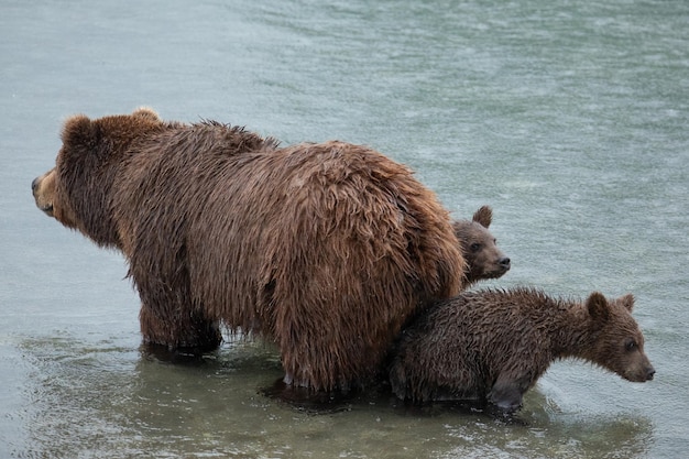 写真 女ライオンが水を飲んでいる