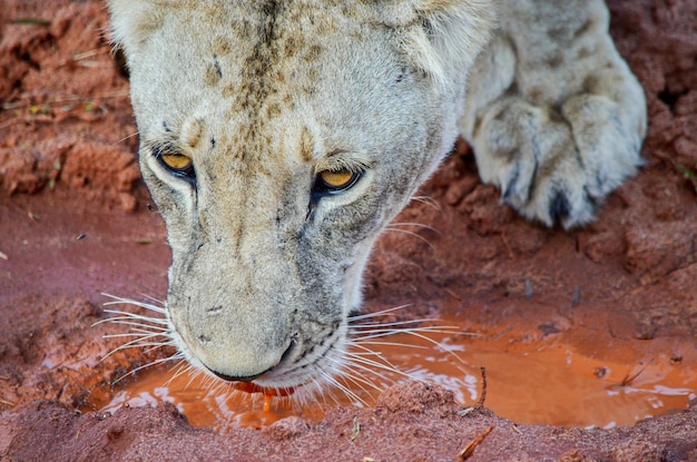 Lioness drinks red water from puddle in Tsavo East, Kenya, Africa