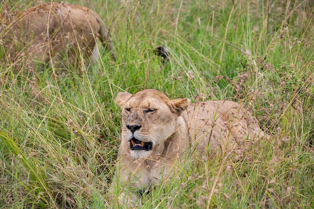 Lioness face in the grass in Masai Mara National Park Kenya