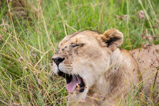 Lioness face in the grass in Masai Mara National Park Kenya