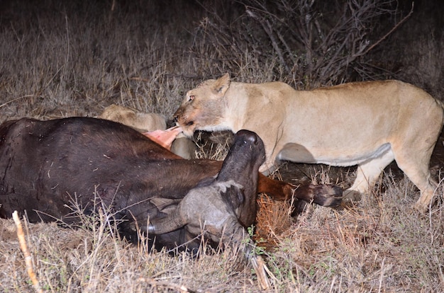 Photo lioness feeding on prey in forest at night