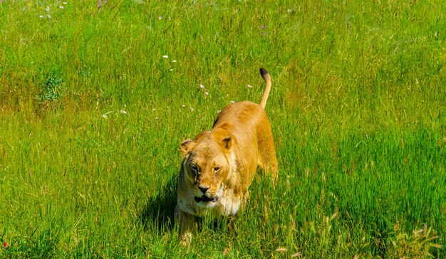 Foto leonessa in un campo di erba