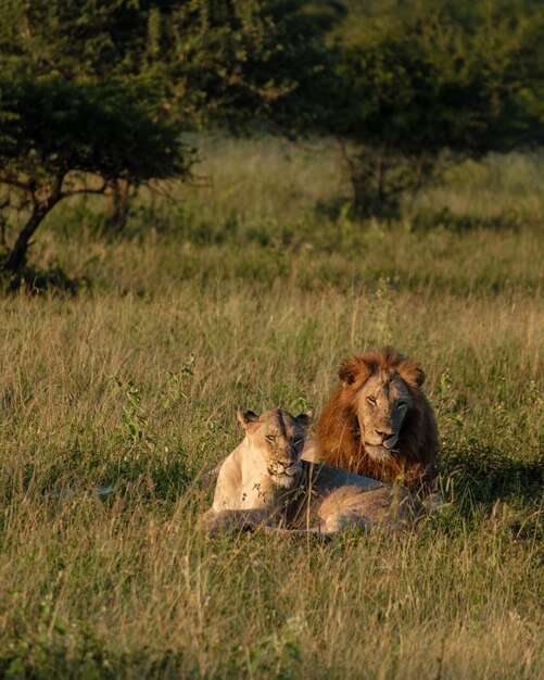 Foto le leonesse sul campo