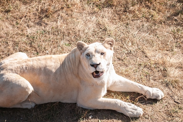 Lioness on the grass