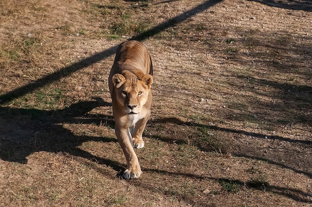 Lioness on the grass