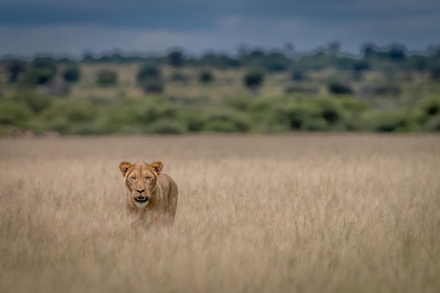 Foto la leonessa sul campo erboso
