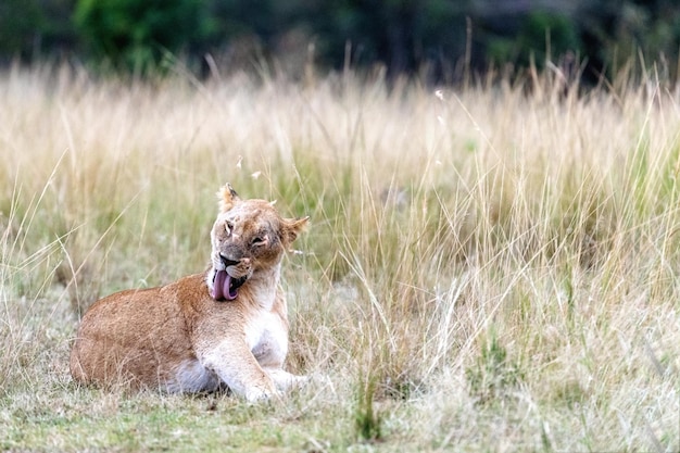 Lioness Grooming Herself in Africa