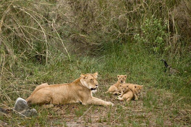 アフリカ、タンザニア、セレンゲティの雌ライオンと彼女の赤ちゃん
