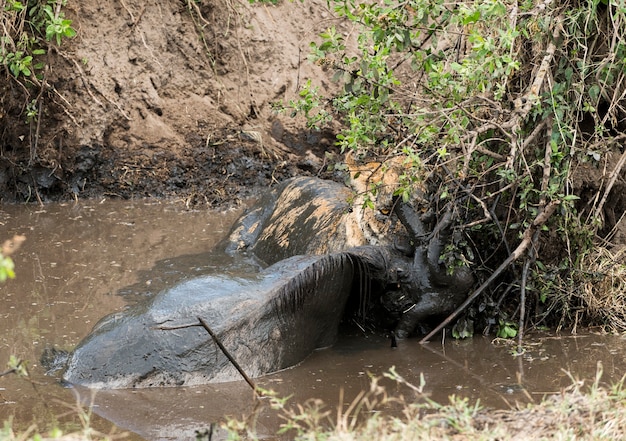 Lioness holding its prey in a muddy river, Serengeti, Tanzania, Africa