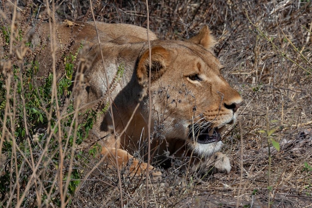 Львица охотится на Panthera leo