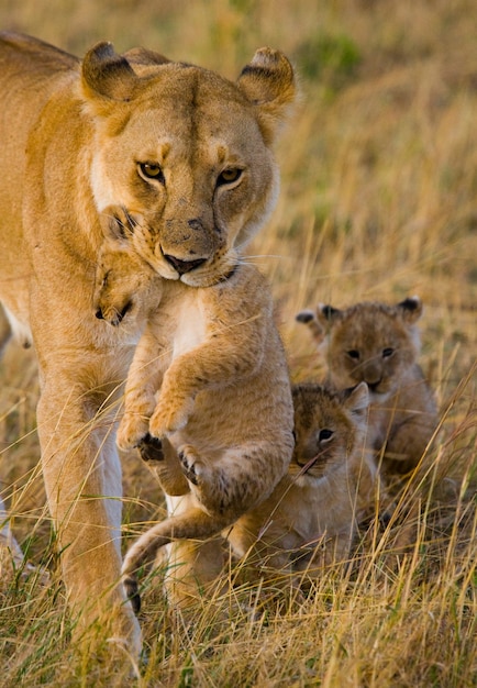 Lioness is carrying her baby