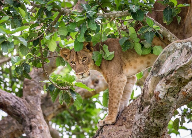 Lioness is hiding in the leafs of a large tree 