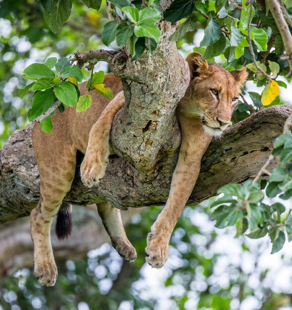 Lioness is lying on a big tree 