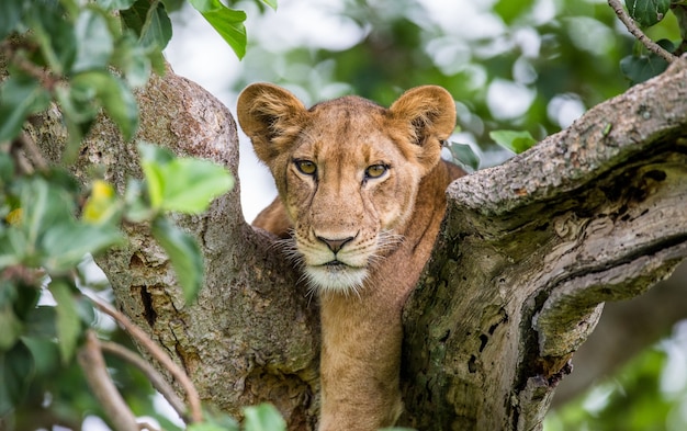 Lioness is lying on a big tree 