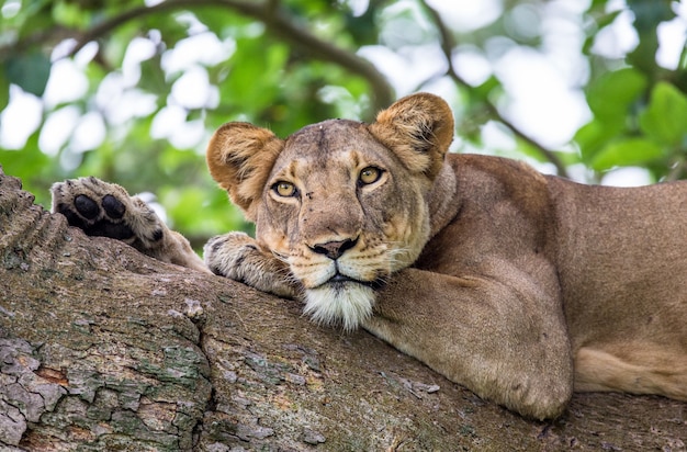 Lioness is lying on a big tree 