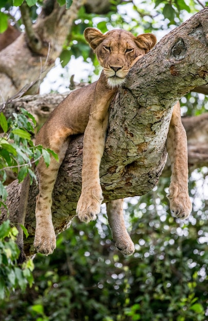 Lioness is lying on a big tree 