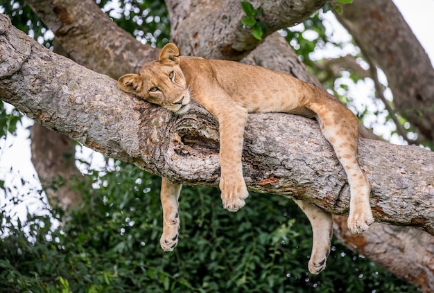 Lioness is lying on a big tree 