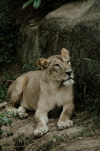 the lioness is sitting on the ground