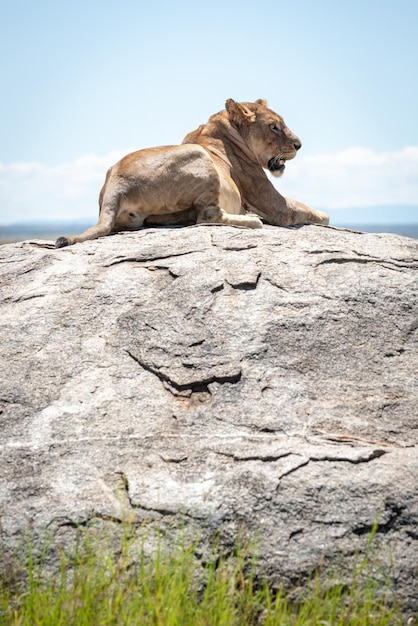 Foto la leonessa giace sulla roccia illuminata dal sole e guarda a destra