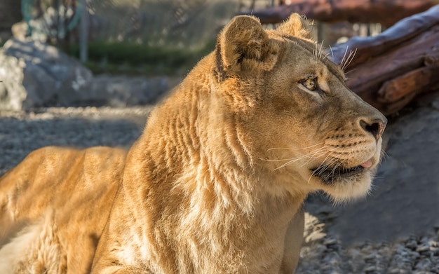 lioness looking away at zoo