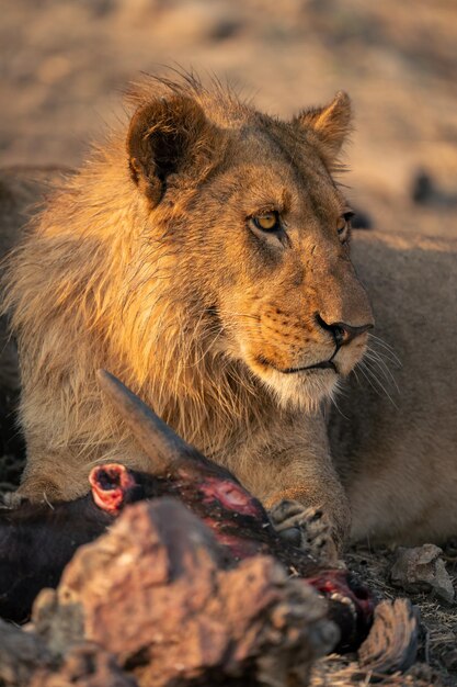 Photo lioness looking away