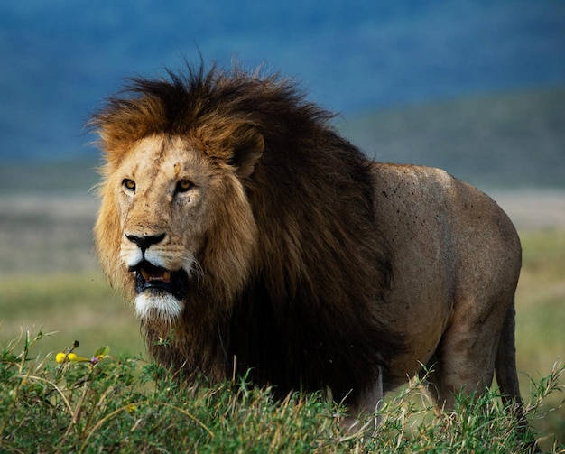 Photo lioness looking away