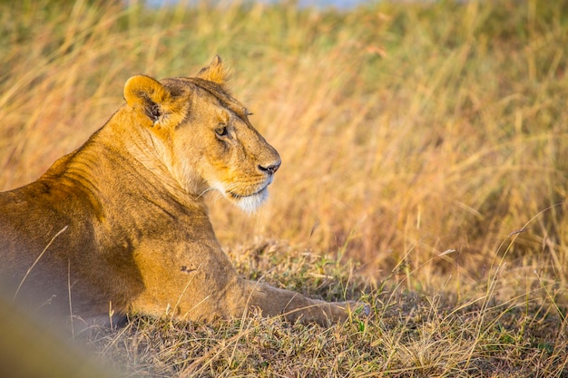 Una leonessa che guarda a destra nel masai mara kenya