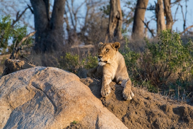 Lioness lying on a rock